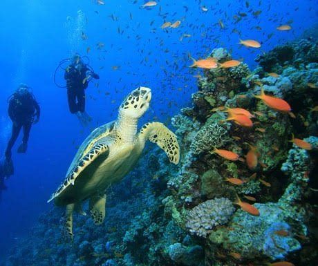 Mergulho de recife em Cozumel, México