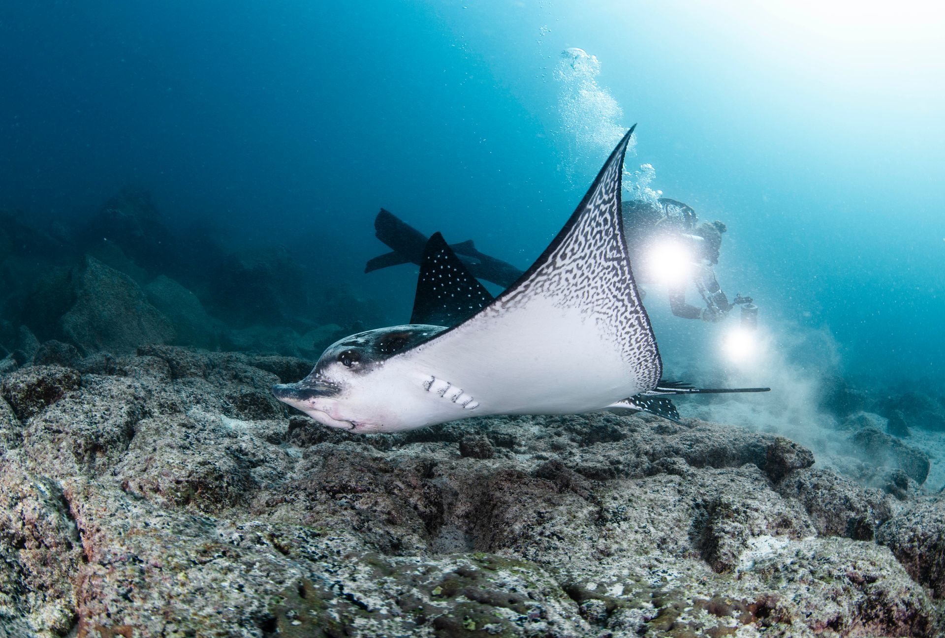 Mergulho em Galápagos, Equador